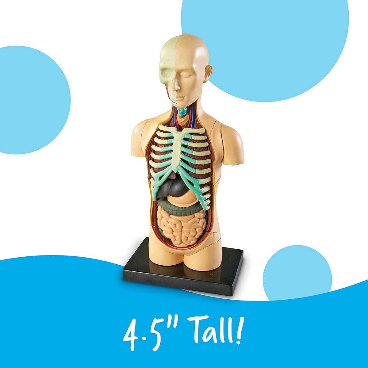 Anatomy Model  Human Body