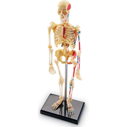Anatomy Model  Skeleton