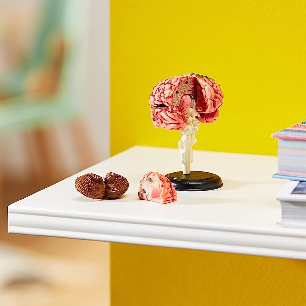 Anatomy Model  Brain