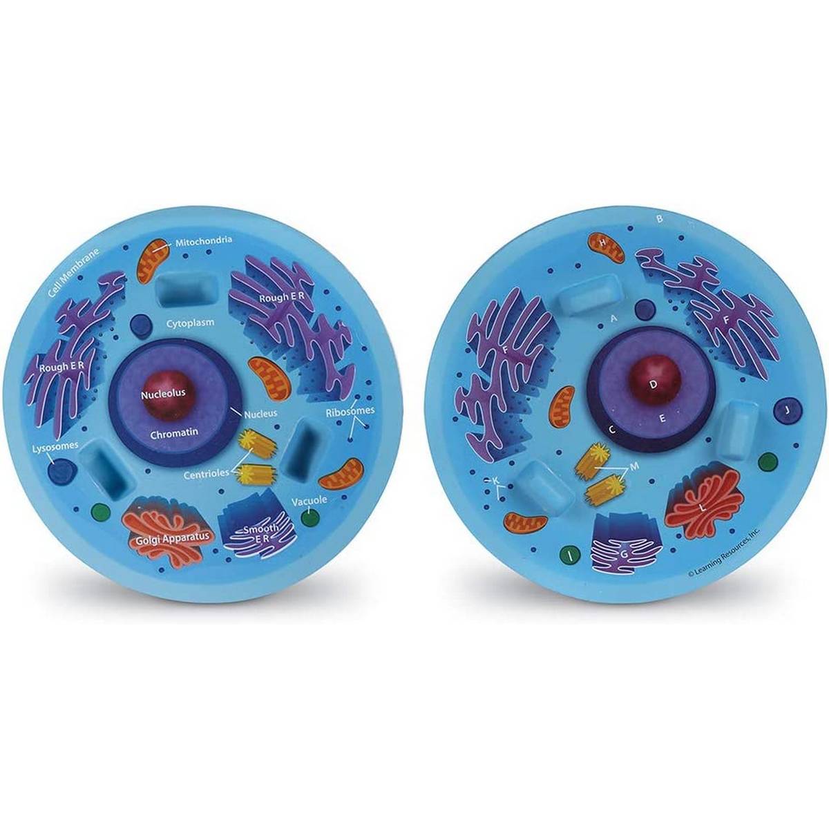 CrossSection Animal Cell Model