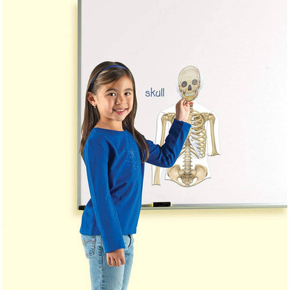Learning Resources Double Sided Magnetic Human Body