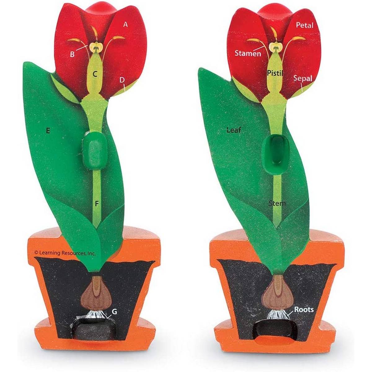 CrossSection Flower Model