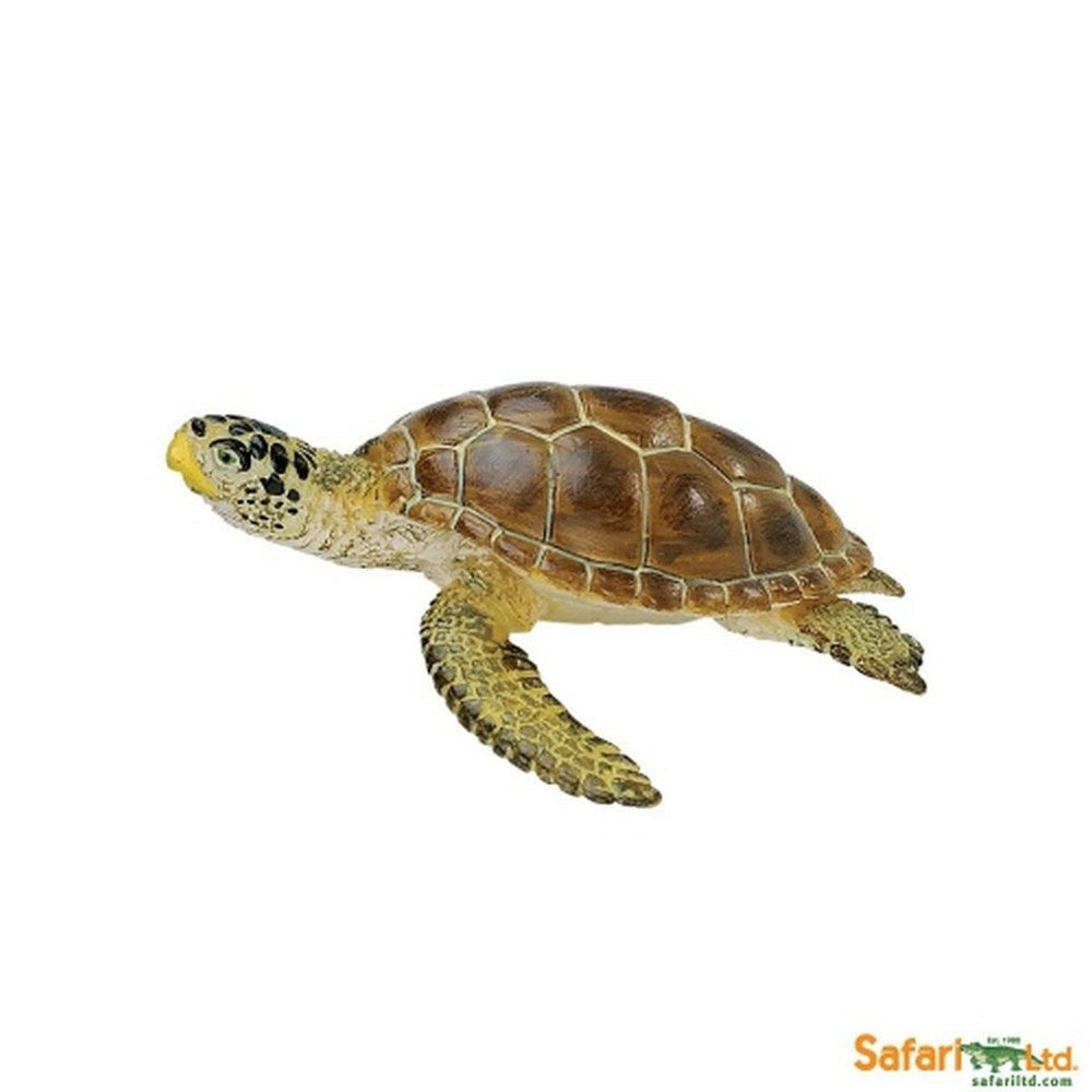 **Safari turtle