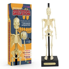 **Anatomical Skeleton 30Cm - ABC School Supplies