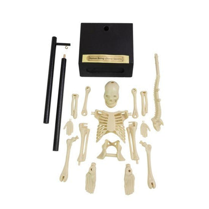 **Anatomical Skeleton 30Cm - ABC School Supplies