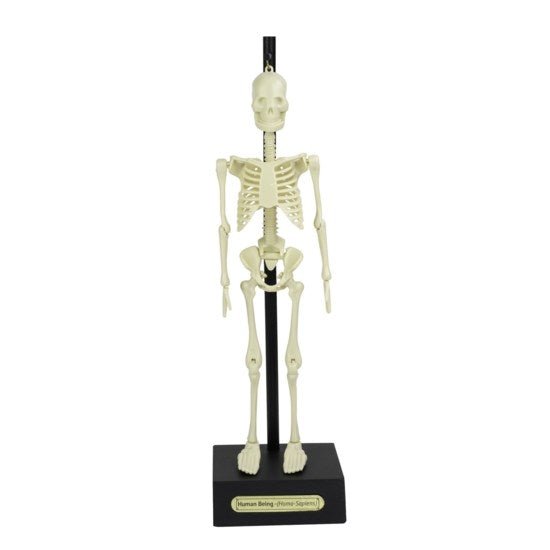 **Anatomical Skeleton 30Cm - ABC School Supplies