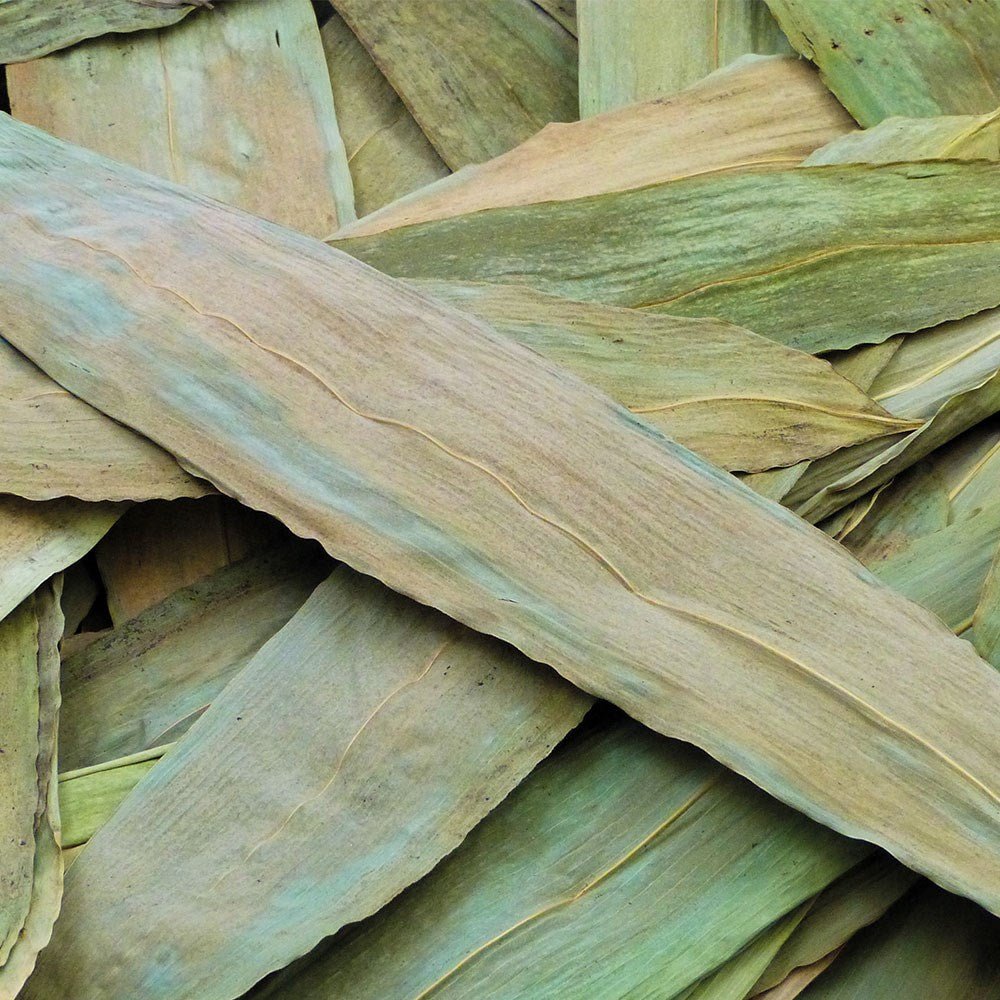 **Bamboo Leaves - ABC School Supplies