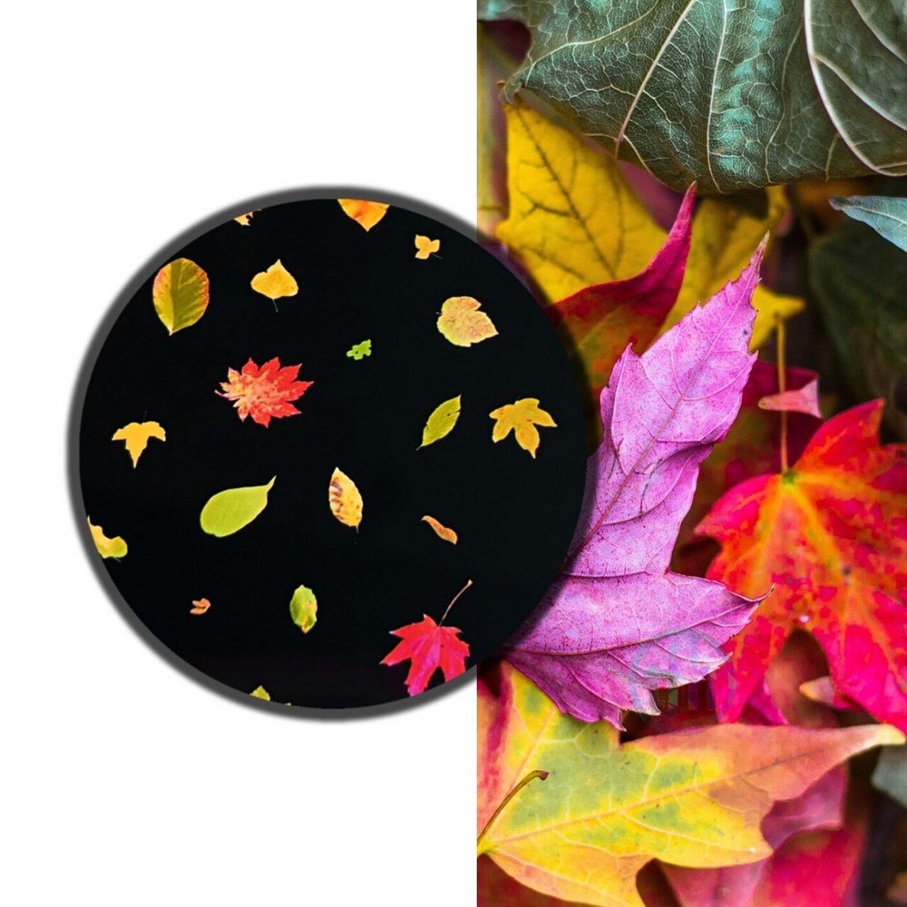 Coloured Leaves - ABC School Supplies