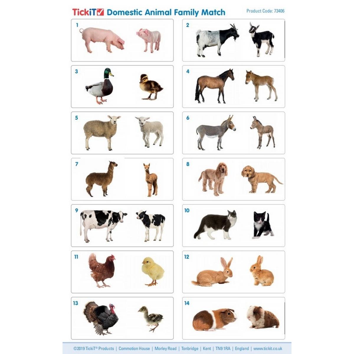 Domestic Animal Family Match - ABC School Supplies