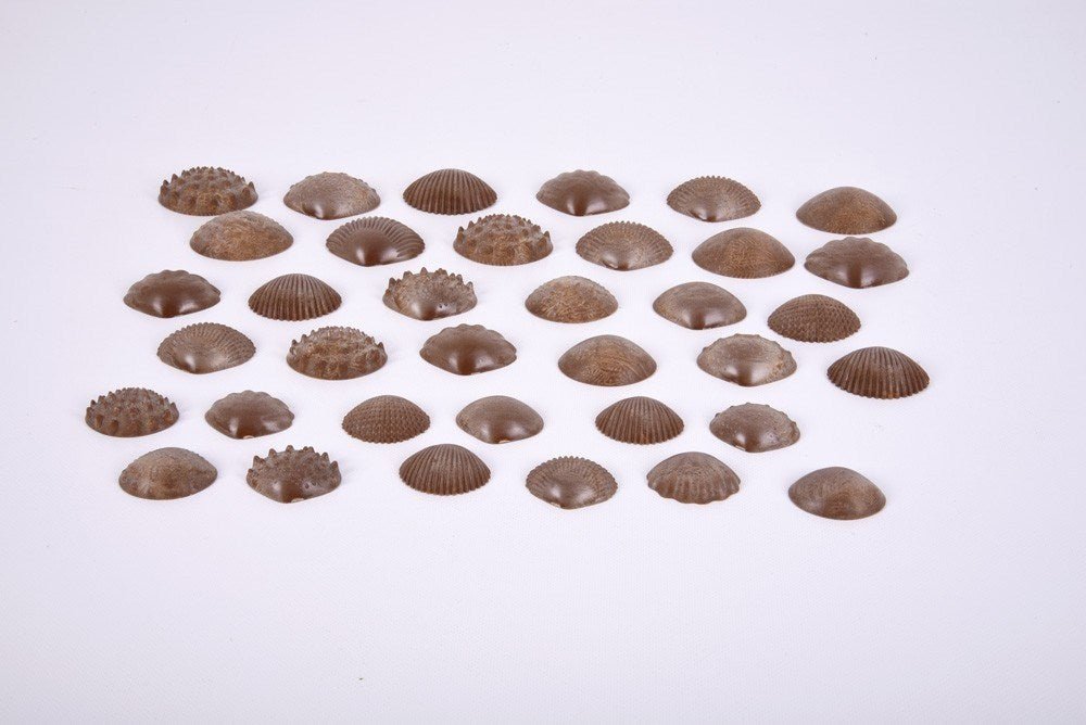 Edx Eco Friendly Tactile Shells - ABC School Supplies