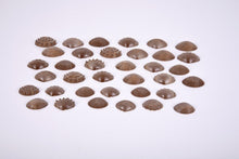 Edx Eco Friendly Tactile Shells - ABC School Supplies