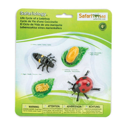 **fari Life Cycle of a Lady Bug - ABC School Supplies