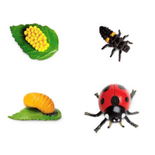 **fari Life Cycle of a Lady Bug - ABC School Supplies