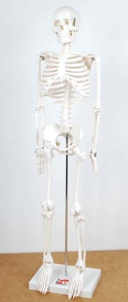Half-Scale Skeleton - 85cm - ABC School Supplies