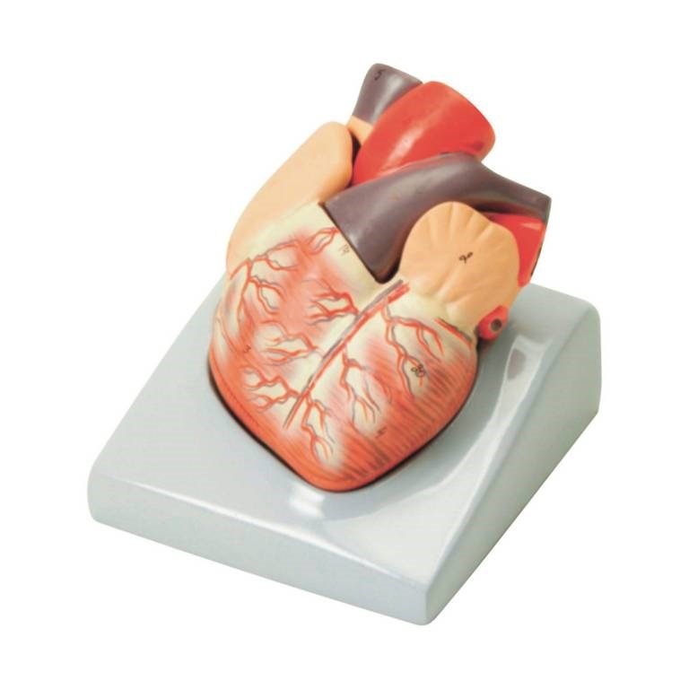 Heart Model 2 Part - ABC School Supplies