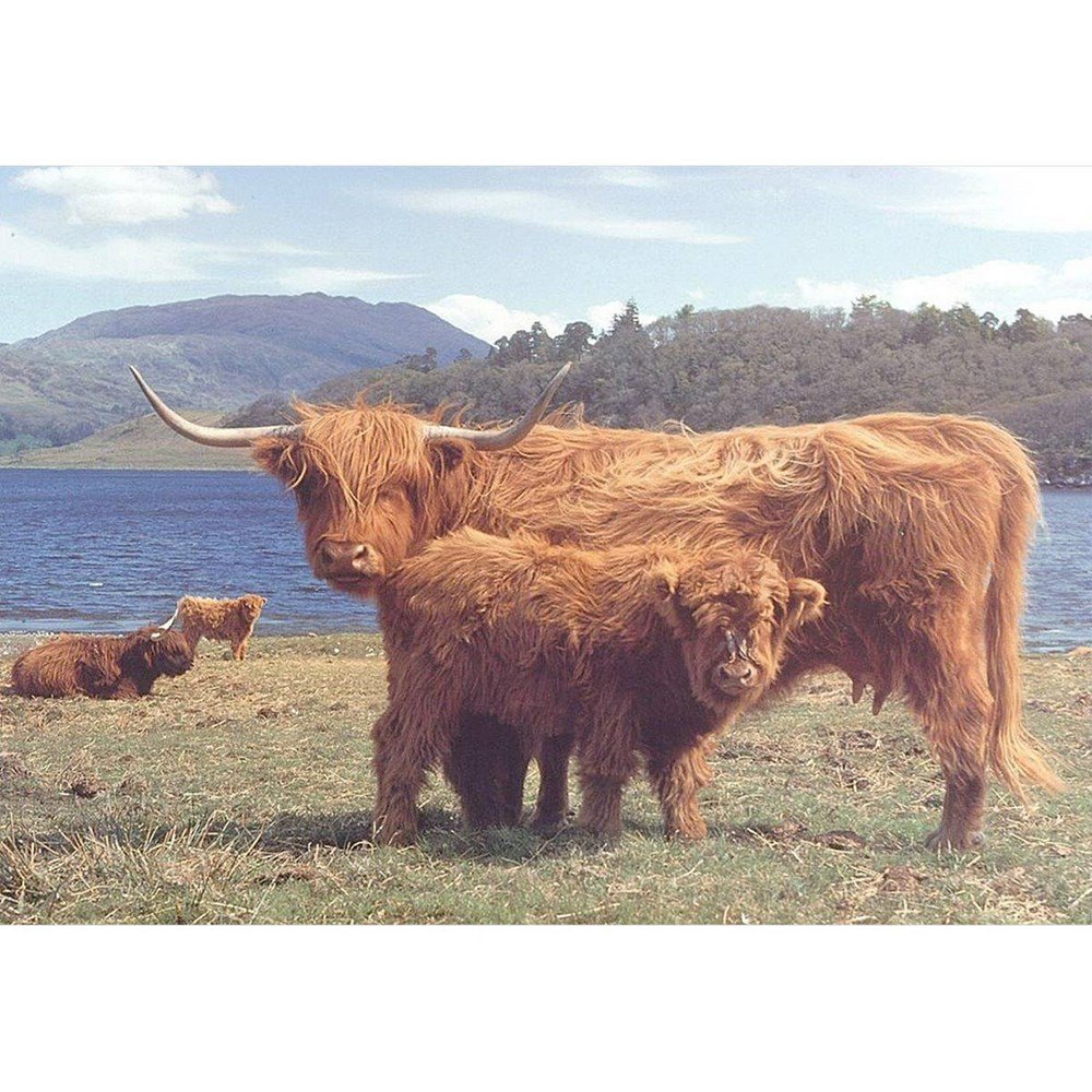 Highlanders - 1000 Piece Jigsaw Puzzle - ABC School Supplies