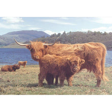 Highlanders - 1000 Piece Jigsaw Puzzle - ABC School Supplies