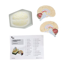 Human Brain Model - 2 Part - ABC School Supplies