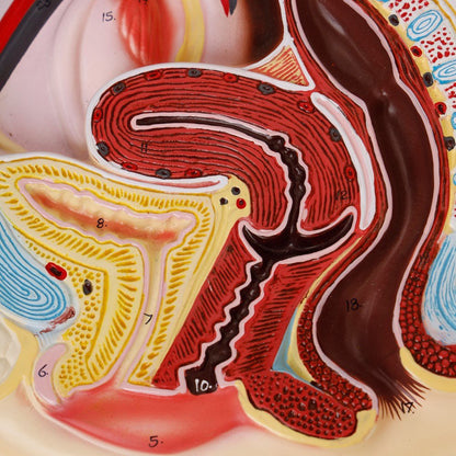 Human Female Reproductive System Model - ABC School Supplies
