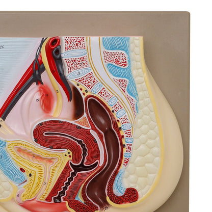 Human Female Reproductive System Model - ABC School Supplies