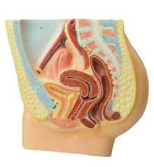 Human Female Reproductive System Model - ABC School Supplies