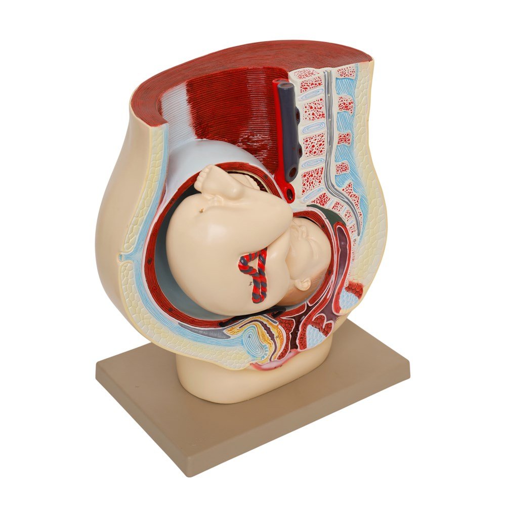 Human Foetus Model - ABC School Supplies