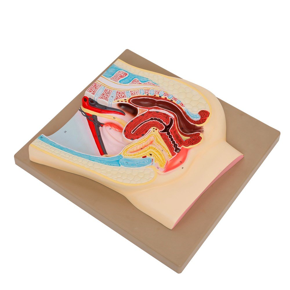 Human Foetus Model - ABC School Supplies