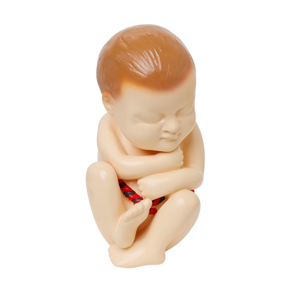Human Foetus Model - ABC School Supplies