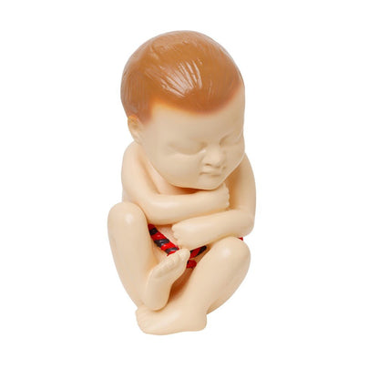 Human Foetus Model - ABC School Supplies