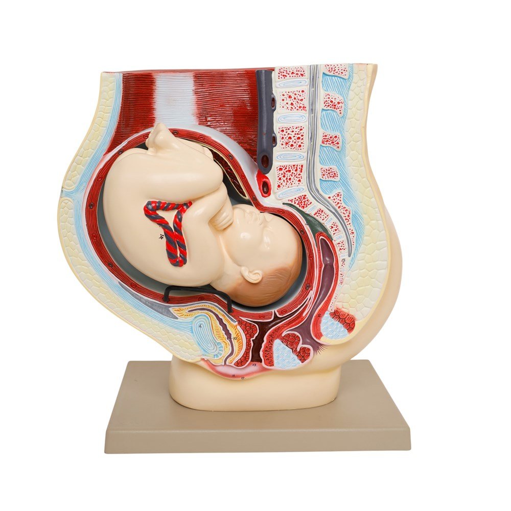 Human Foetus Model - ABC School Supplies