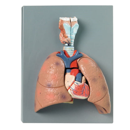 Human Lung Model - ABC School Supplies
