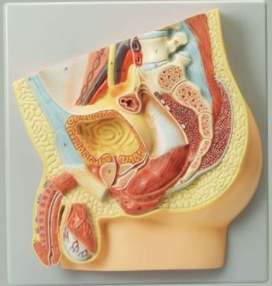 Human Male Reproductive System Model - ABC School Supplies