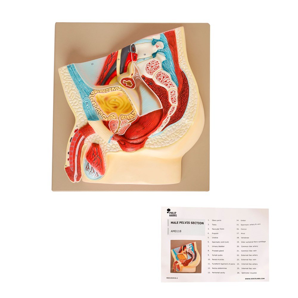 Human Male Reproductive System Model - ABC School Supplies