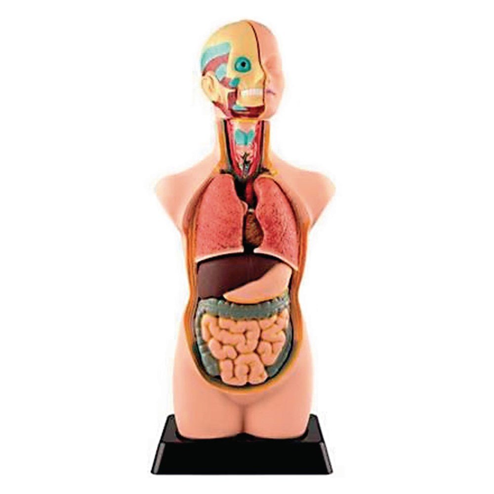 Human Torso Model 11 Parts - ABC School Supplies