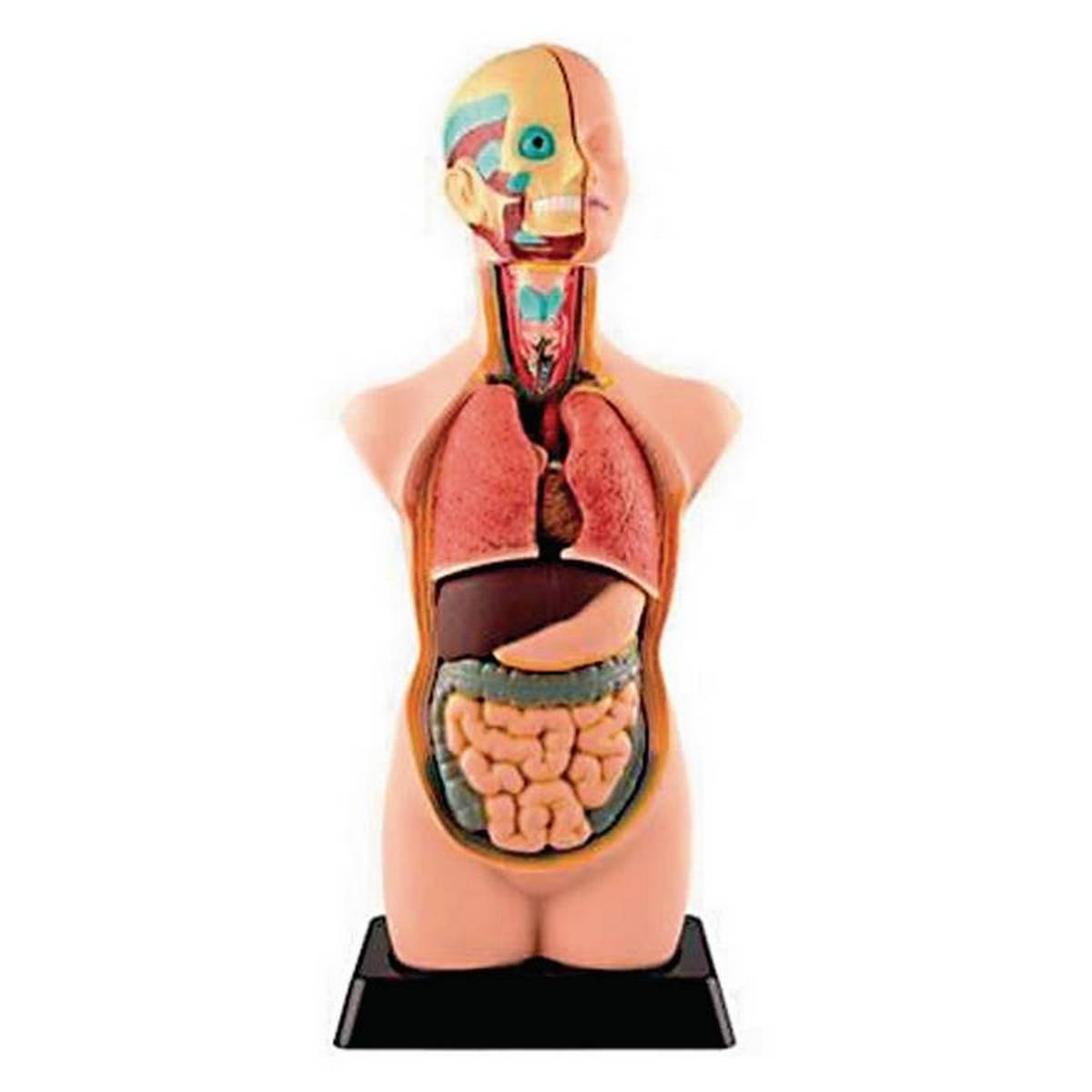 Human Torso Model 11 Parts - ABC School Supplies