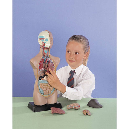 Human Torso Model 11 Parts - ABC School Supplies