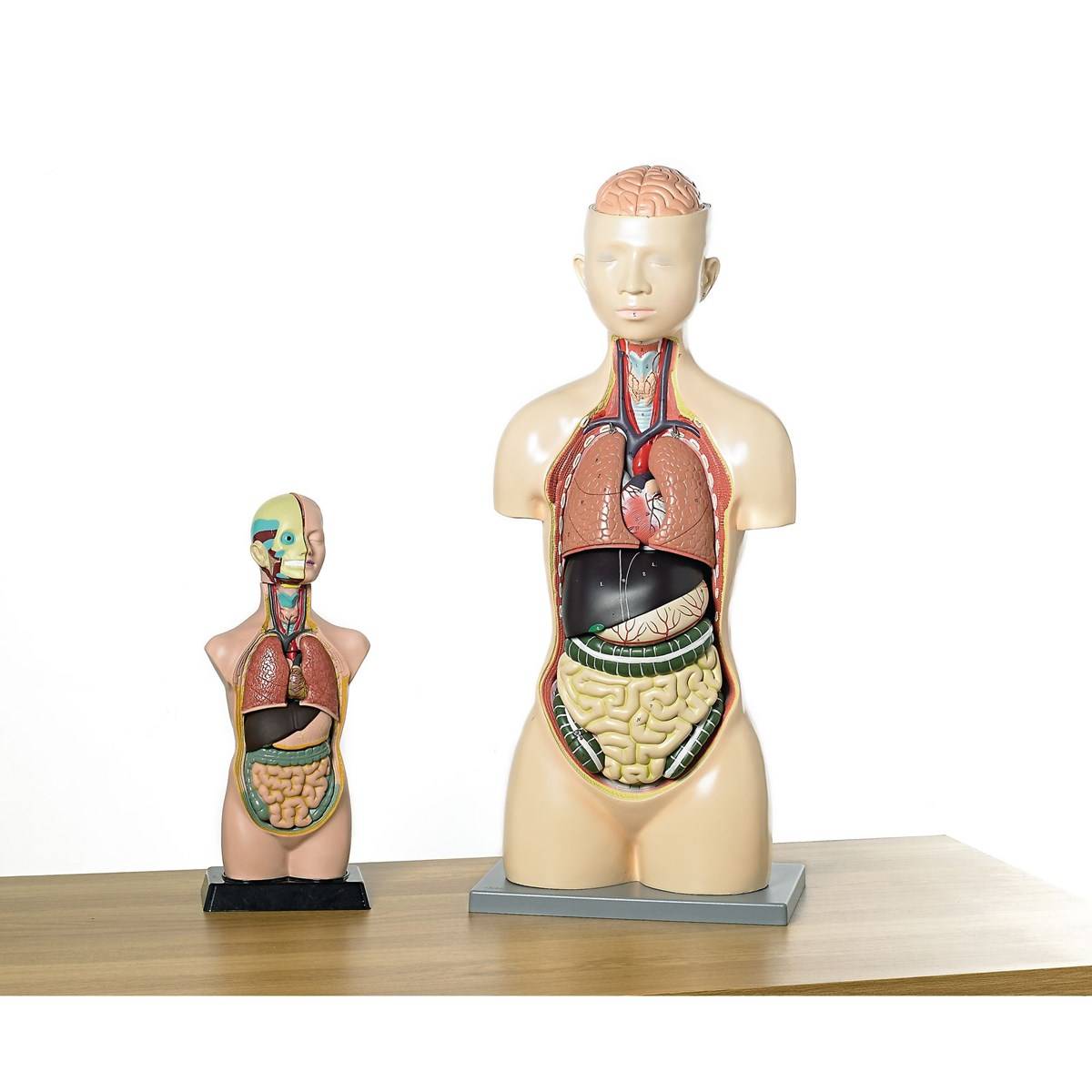 Human Torso Model 11 Parts - ABC School Supplies