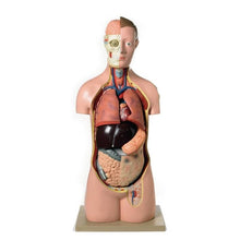 Human Torso Model 17 Parts - ABC School Supplies