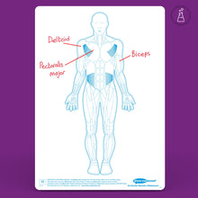 Show-Me Bulk Box Drywipe Board Pack, Pens & Erasers - Human Muscle, A4 100 Sets