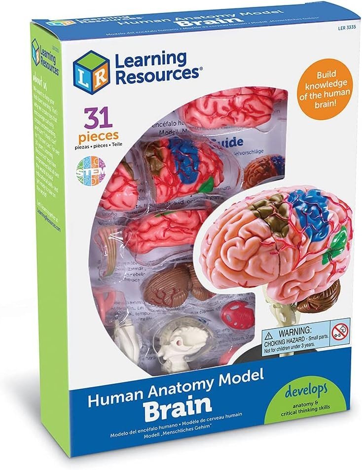 Learning Resources Anatomy Model Brain - ABC School Supplies
