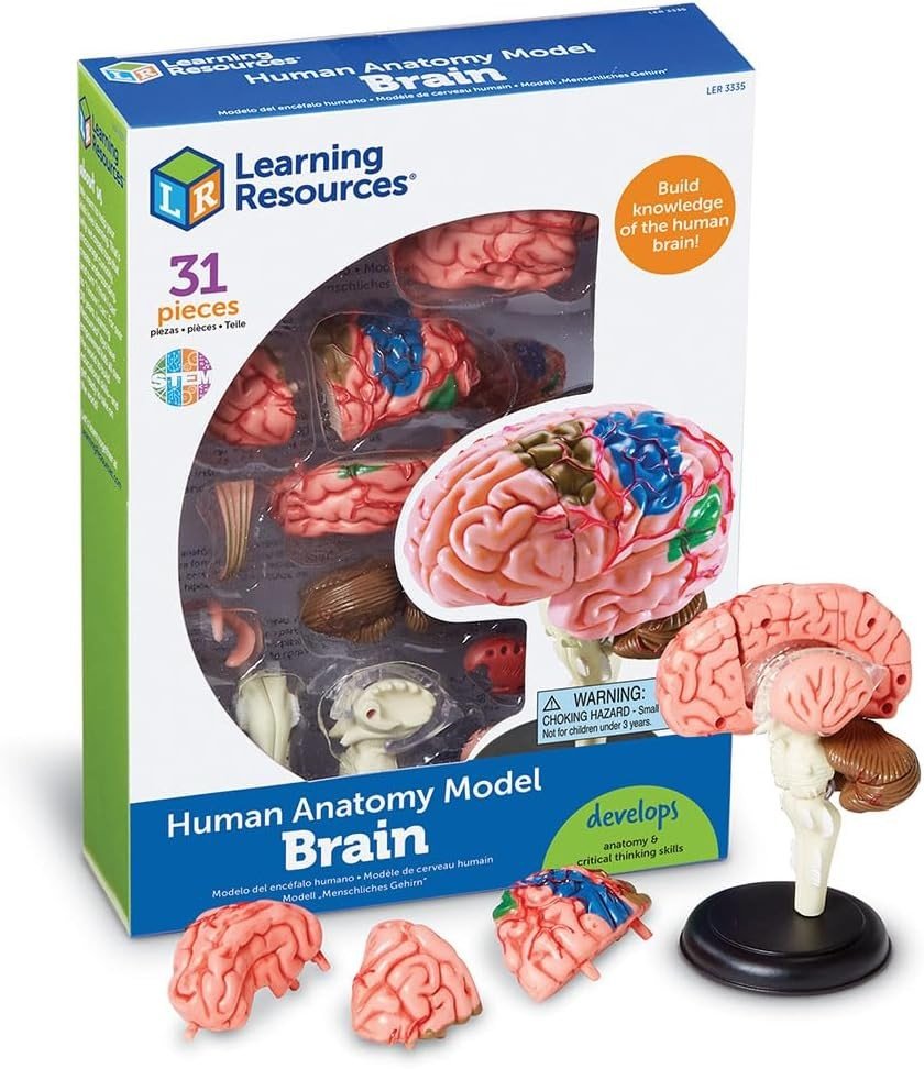 Learning Resources Anatomy Model Brain - ABC School Supplies