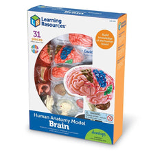 Learning Resources Anatomy Model Brain - ABC School Supplies