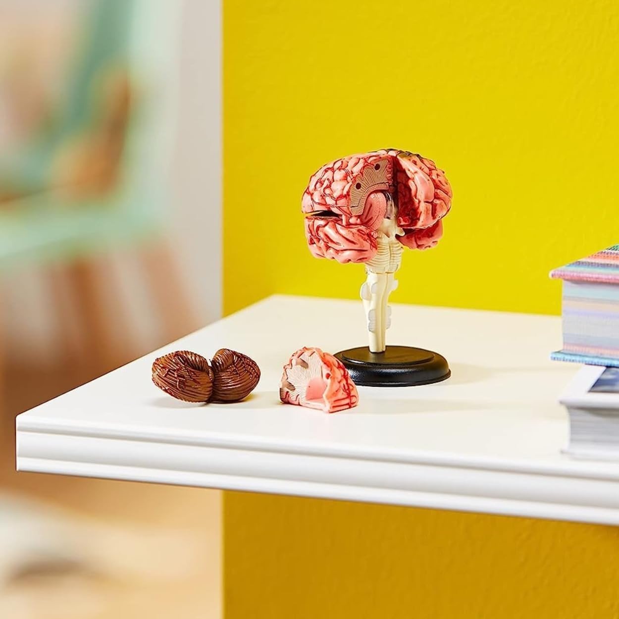 Learning Resources Anatomy Model Brain - ABC School Supplies
