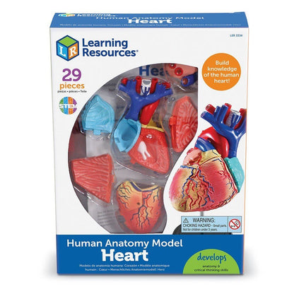 Learning Resources Anatomy Model Heart - ABC School Supplies