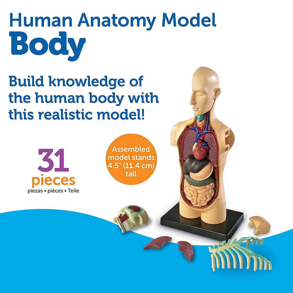 Learning Resources Anatomy Model Human Body - ABC School Supplies