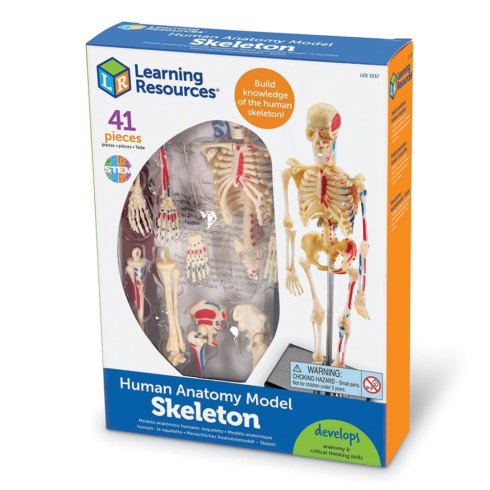 Learning Resources Anatomy Model Skeleton - ABC School Supplies