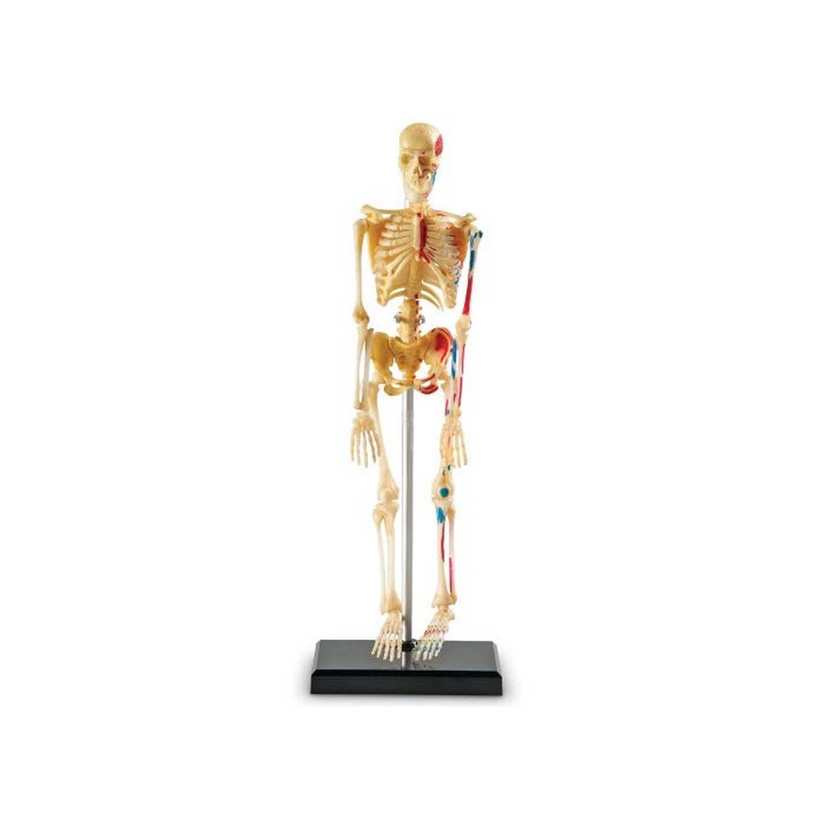 Learning Resources Anatomy Model Skeleton - ABC School Supplies