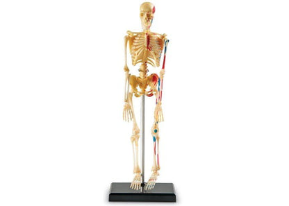 Learning Resources Anatomy Model Skeleton - ABC School Supplies