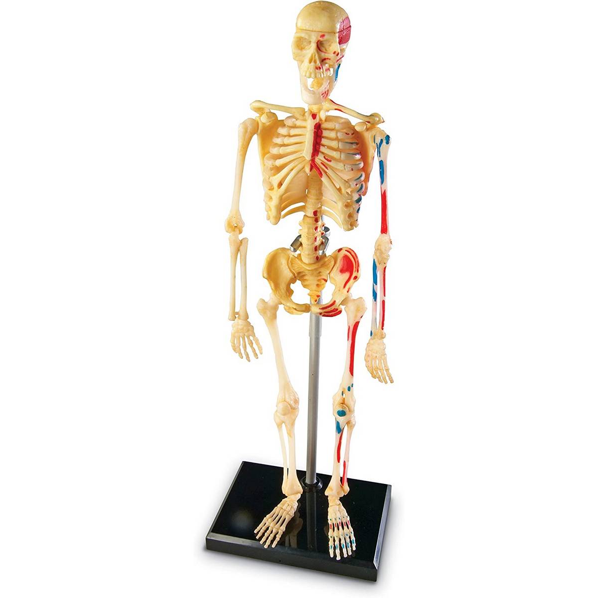 Learning Resources Anatomy Model Skeleton - ABC School Supplies