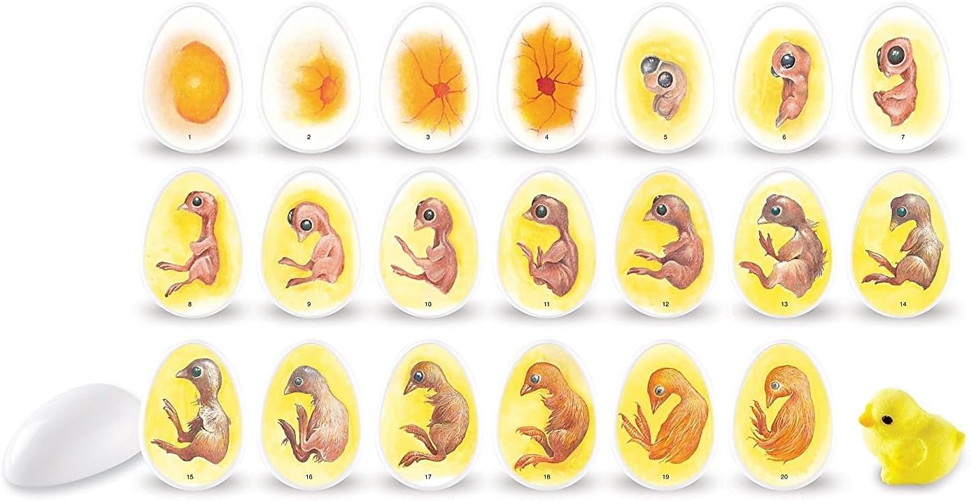 Learning Resources Chick Life Cycle Exploration Set - ABC School Supplies